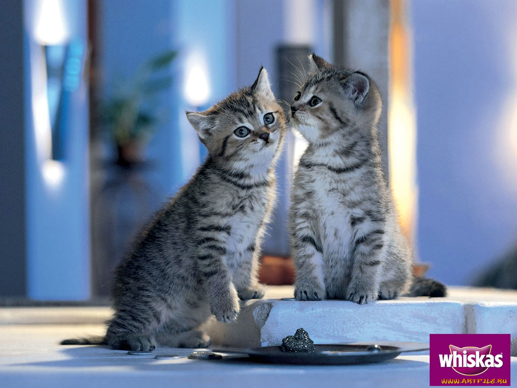 , whiskas